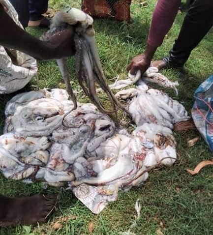 image La pêche aux poulpes est ouverte à Mohéli